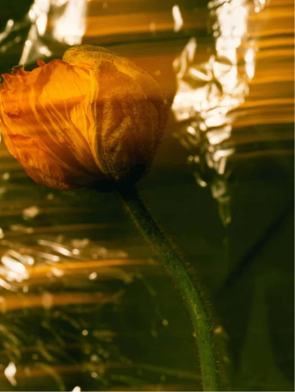 Minerale zonnebrandcrème SPF30, met tint