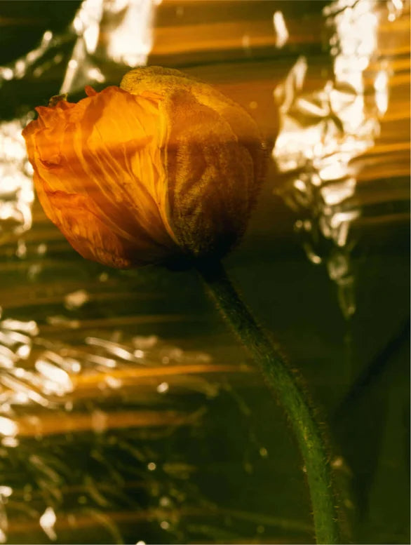 Voedende rijke crème